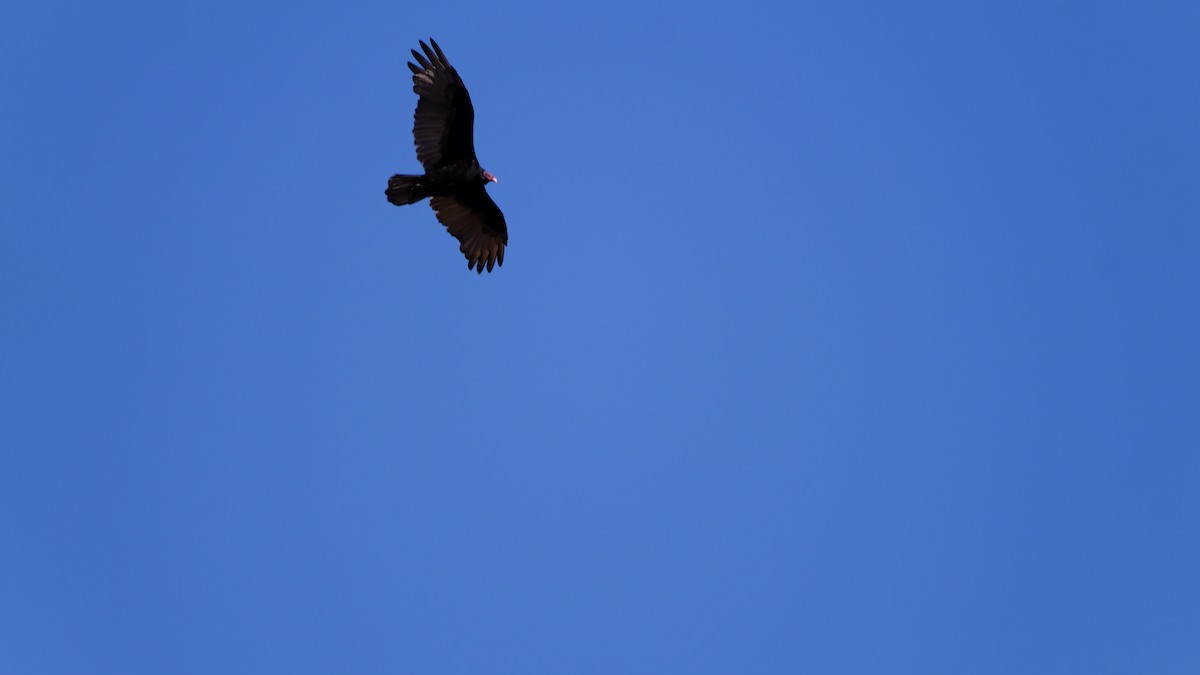 Turkey Vulture - ML623864130