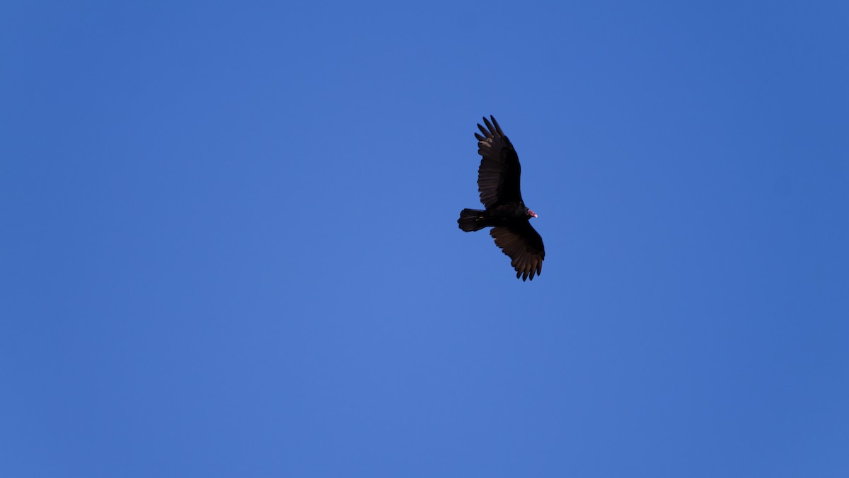 Turkey Vulture - ML623864131