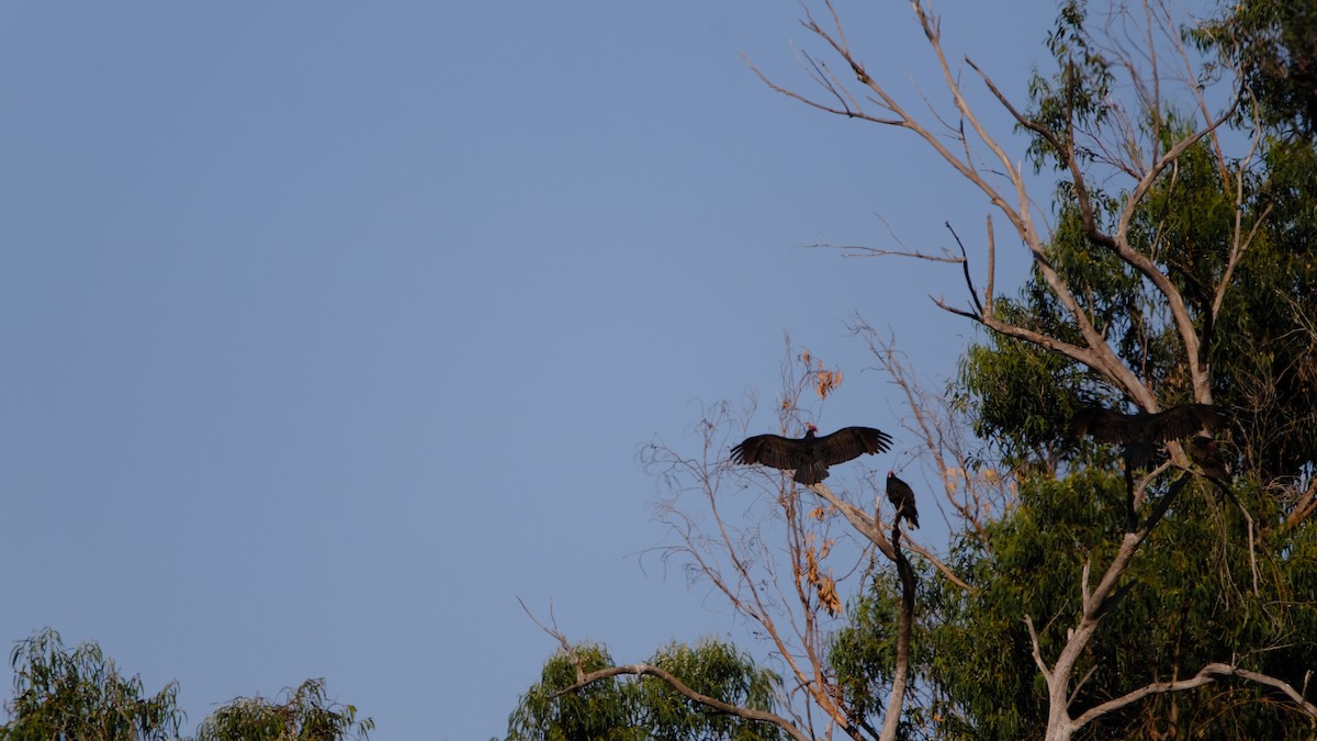 Turkey Vulture - ML623864132