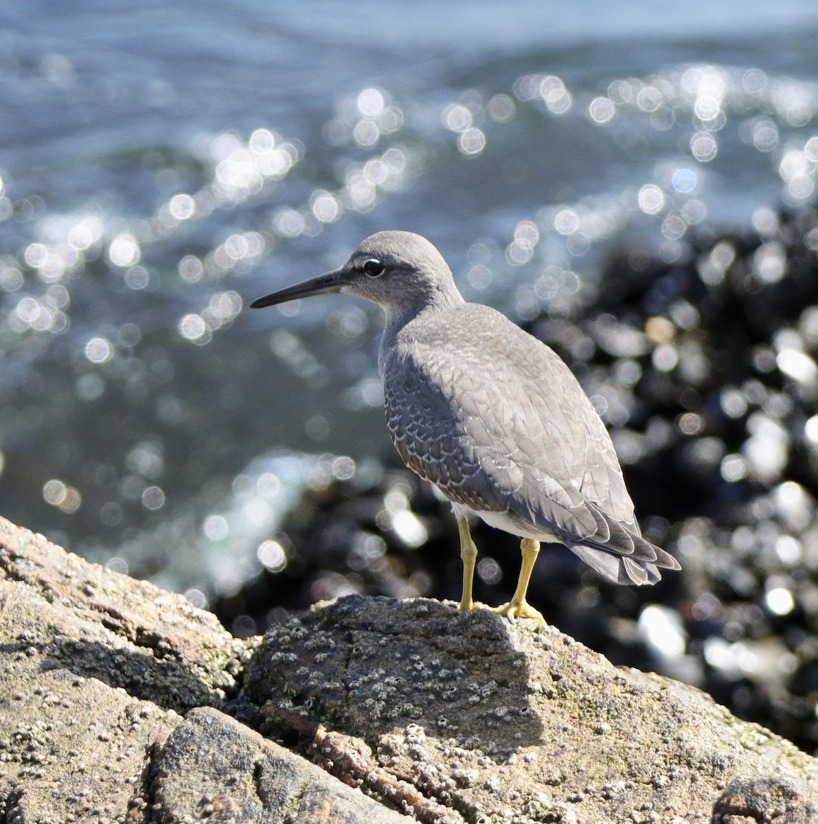 Wandering Tattler - ML623864144