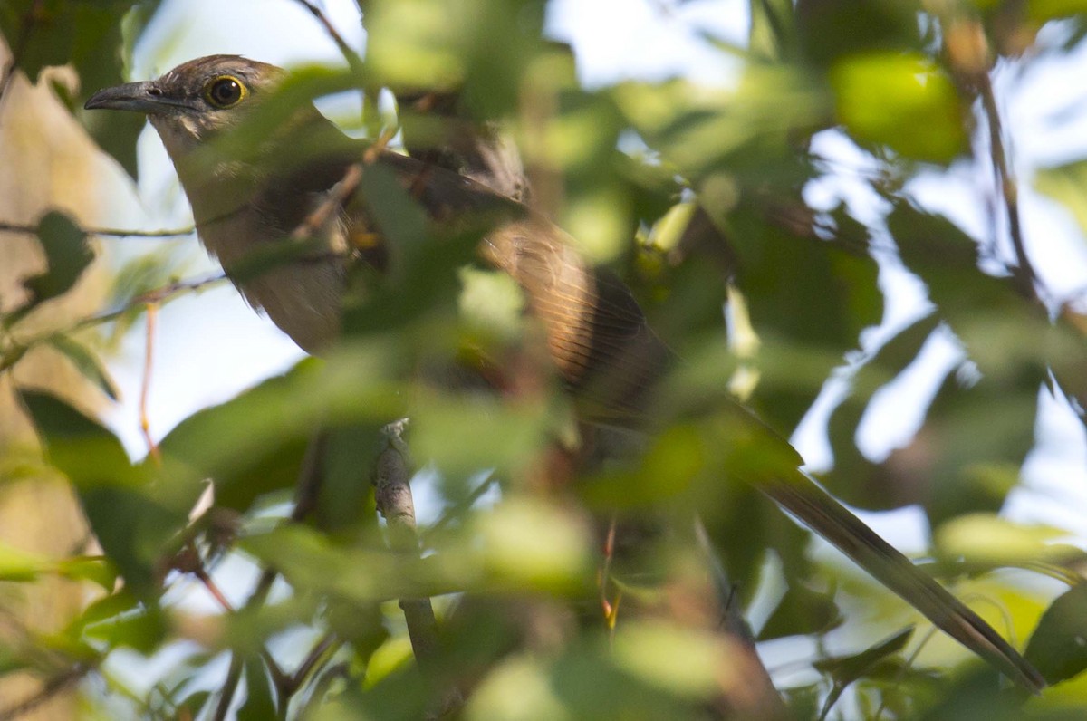 Black-billed Cuckoo - ML623864150