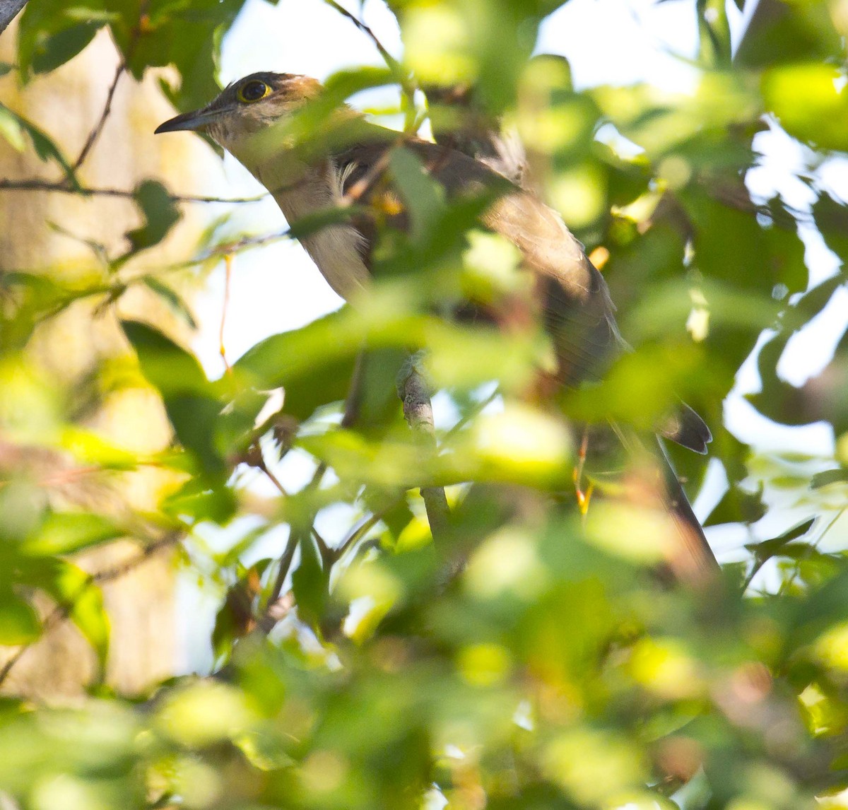 Black-billed Cuckoo - ML623864152