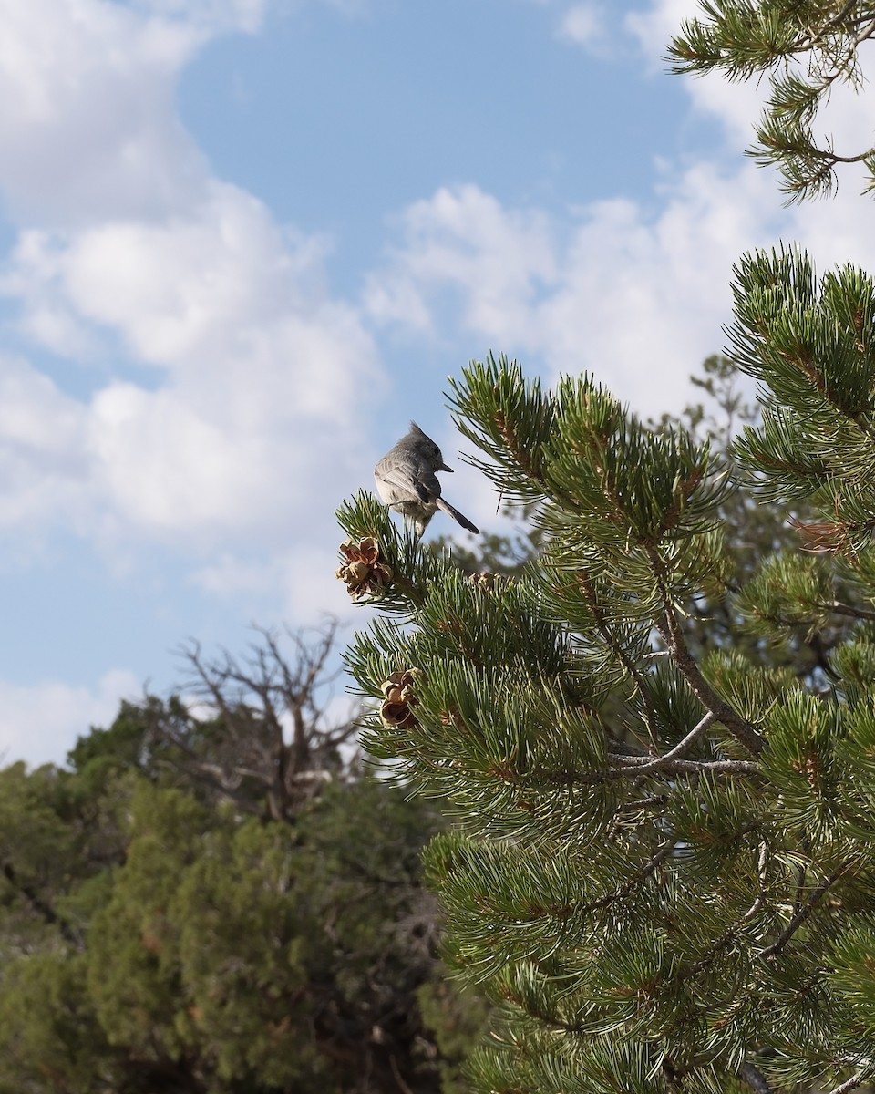 Juniper Titmouse - ML623864174