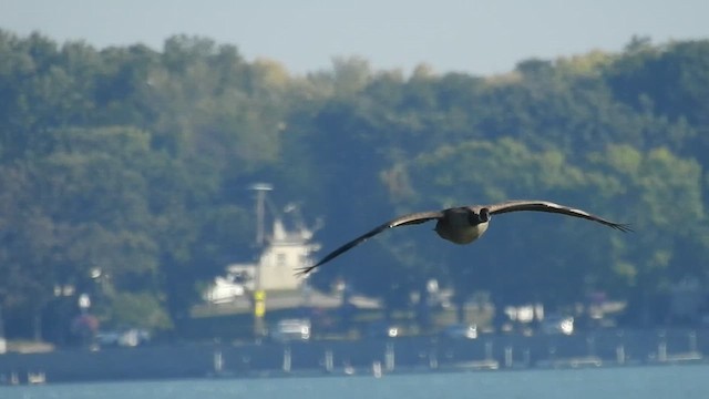 Canada Goose - ML623864226