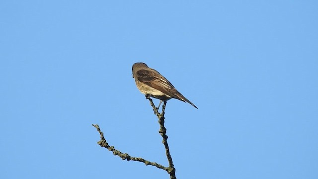 Olive-sided Flycatcher - ML623864229