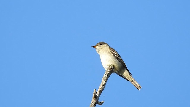 Eastern Wood-Pewee - ML623864233