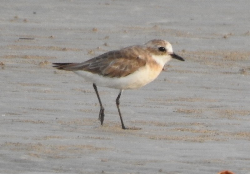 Tibetan Sand-Plover - shantilal  Varu