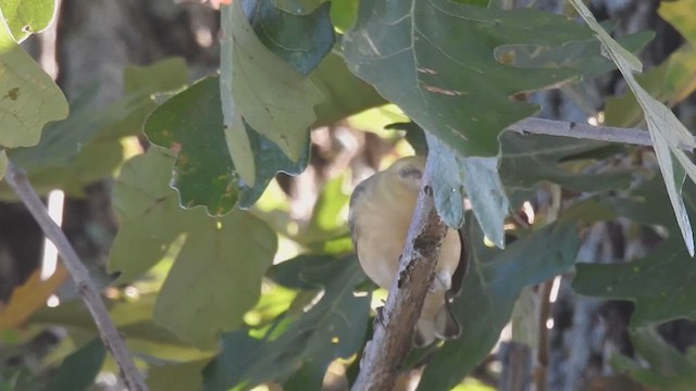 Bay-breasted Warbler - ML623864252