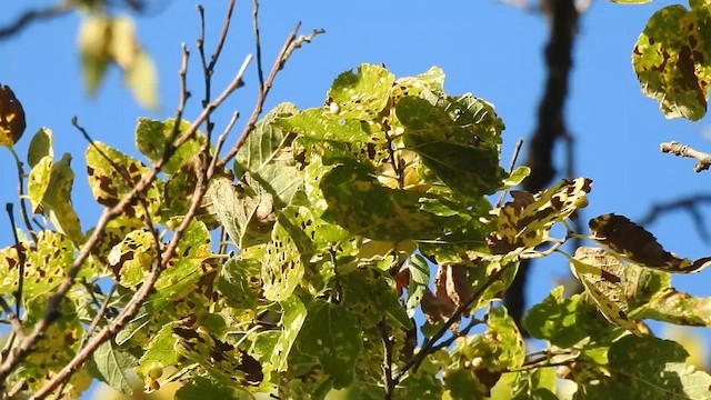 Blackburnian Warbler - ML623864255