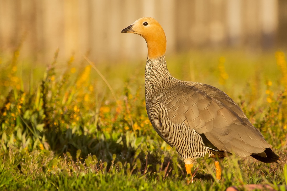 Ruddy-headed Goose - ML623864290