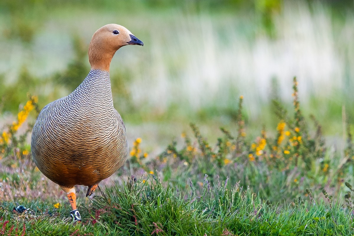 Ruddy-headed Goose - ML623864296