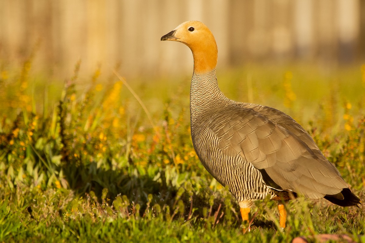 Ruddy-headed Goose - ML623864297