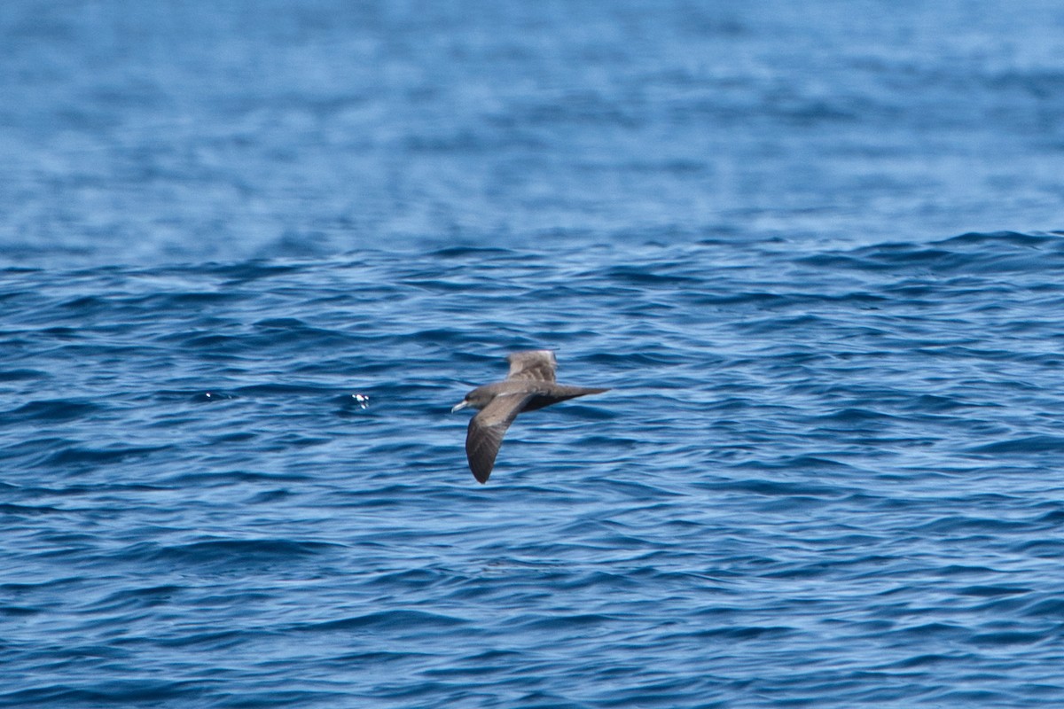 Wedge-tailed Shearwater - ML623864321