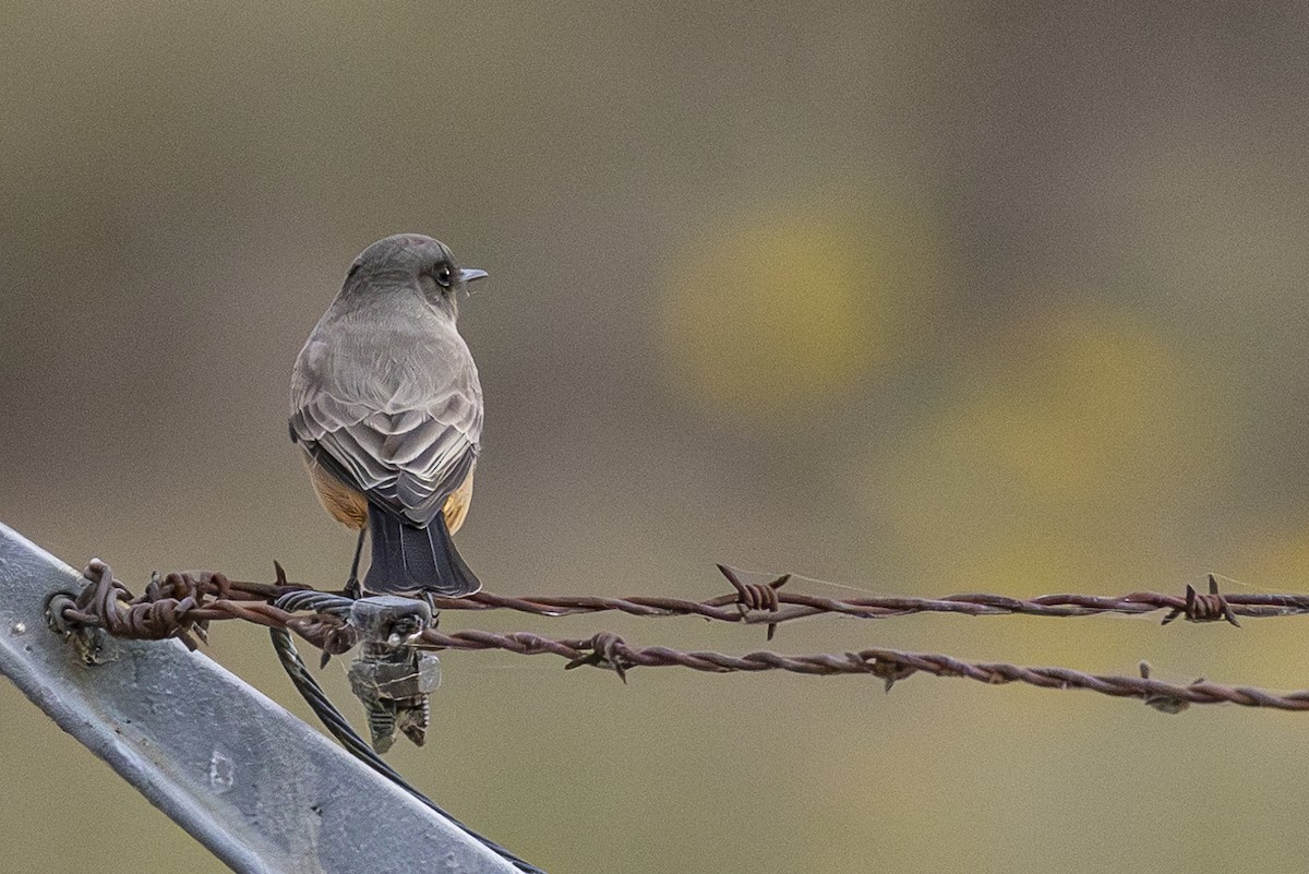 Say's Phoebe - ML623864334