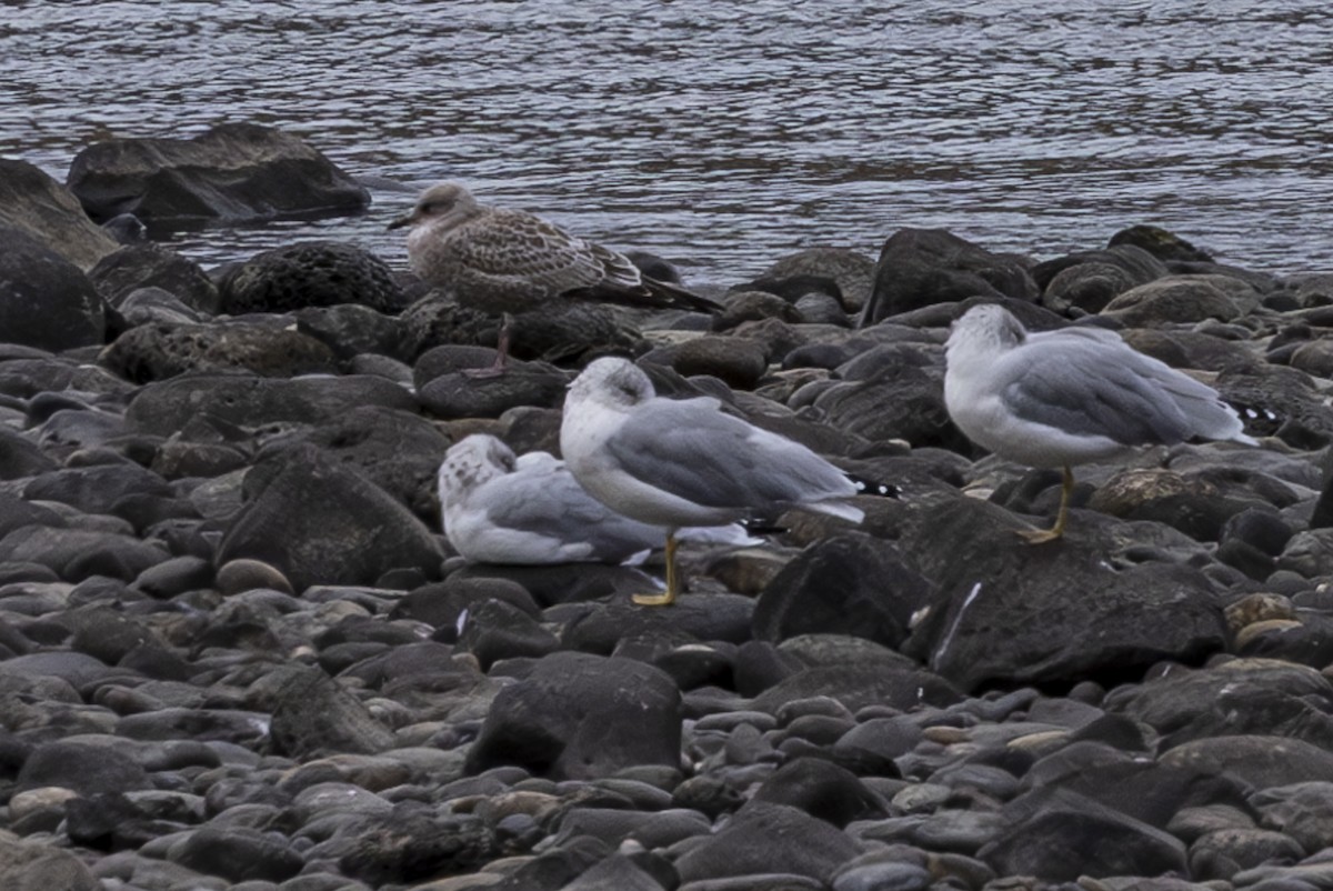 Short-billed Gull - ML623864343