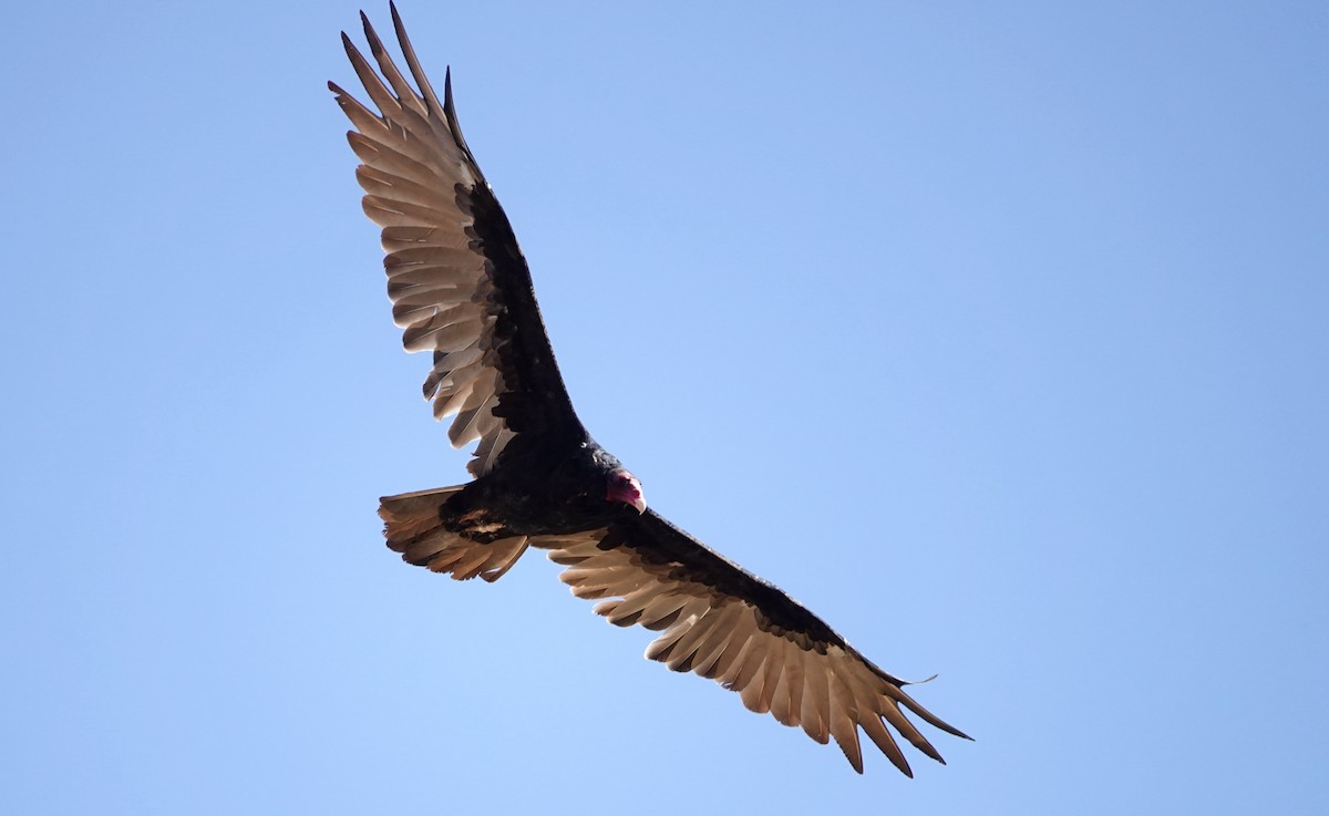 Turkey Vulture - ML623864353