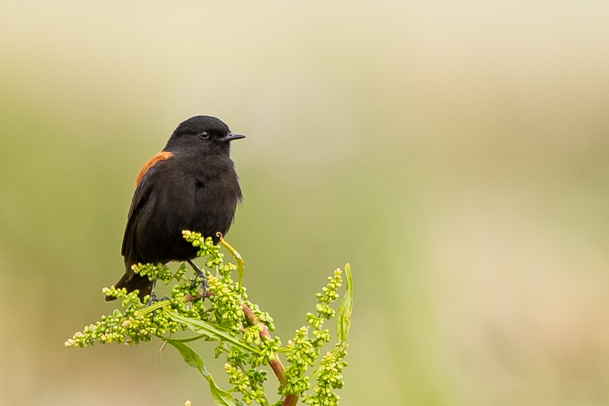 Austral Negrito - ML623864371