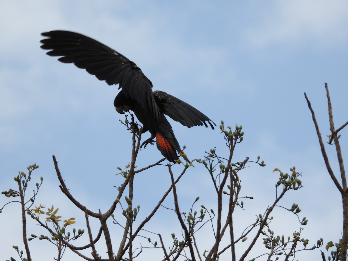 Red-tailed Black-Cockatoo - ML623864377