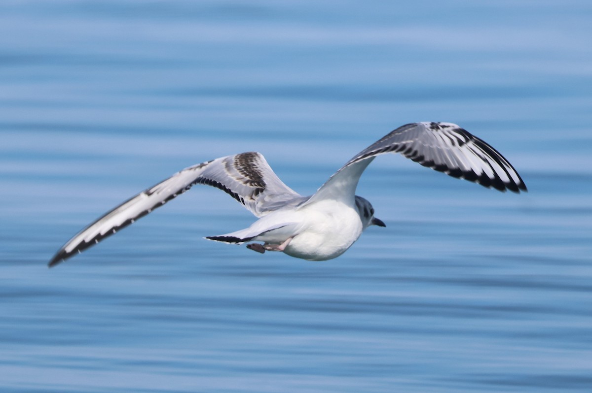 Bonaparte's Gull - ML623864378