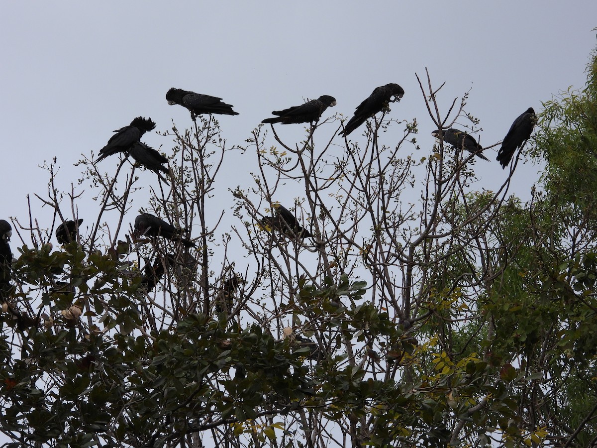 Red-tailed Black-Cockatoo - ML623864396