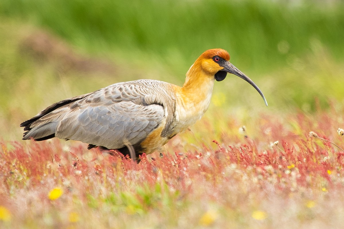 Black-faced Ibis - Pablo Andrés Cáceres Contreras