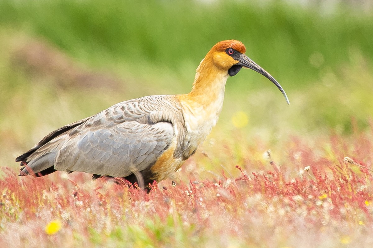 Black-faced Ibis - ML623864423