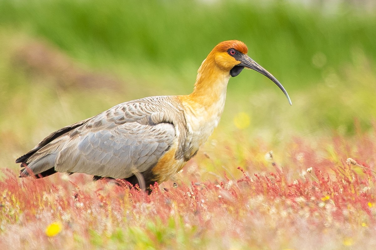 Black-faced Ibis - ML623864424