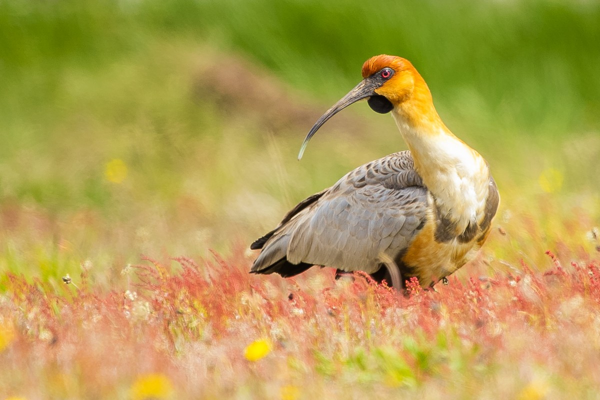 Black-faced Ibis - ML623864431