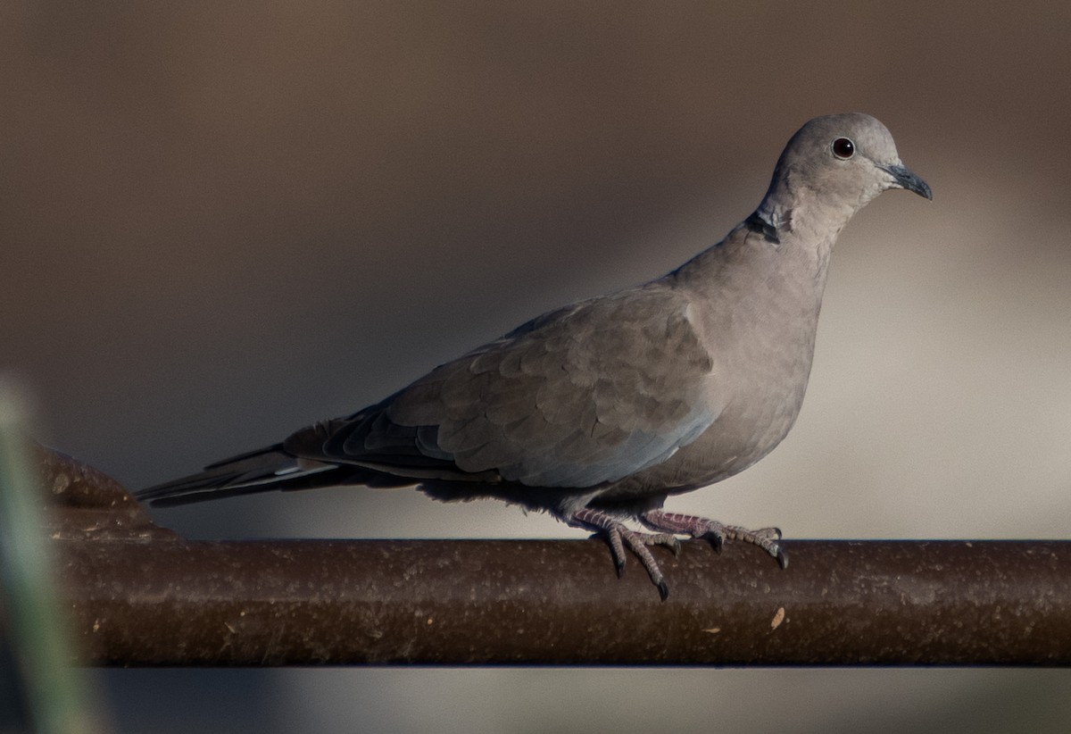 Eurasian Collared-Dove - ML623864456