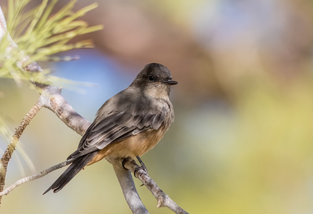 Say's Phoebe - ML623864493