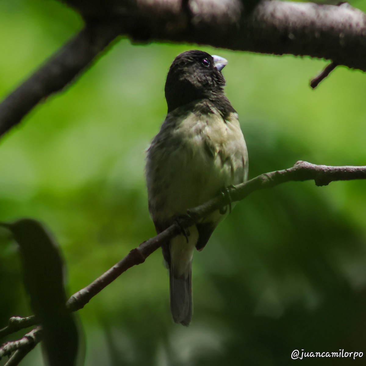 Yellow-bellied Seedeater - ML623864512