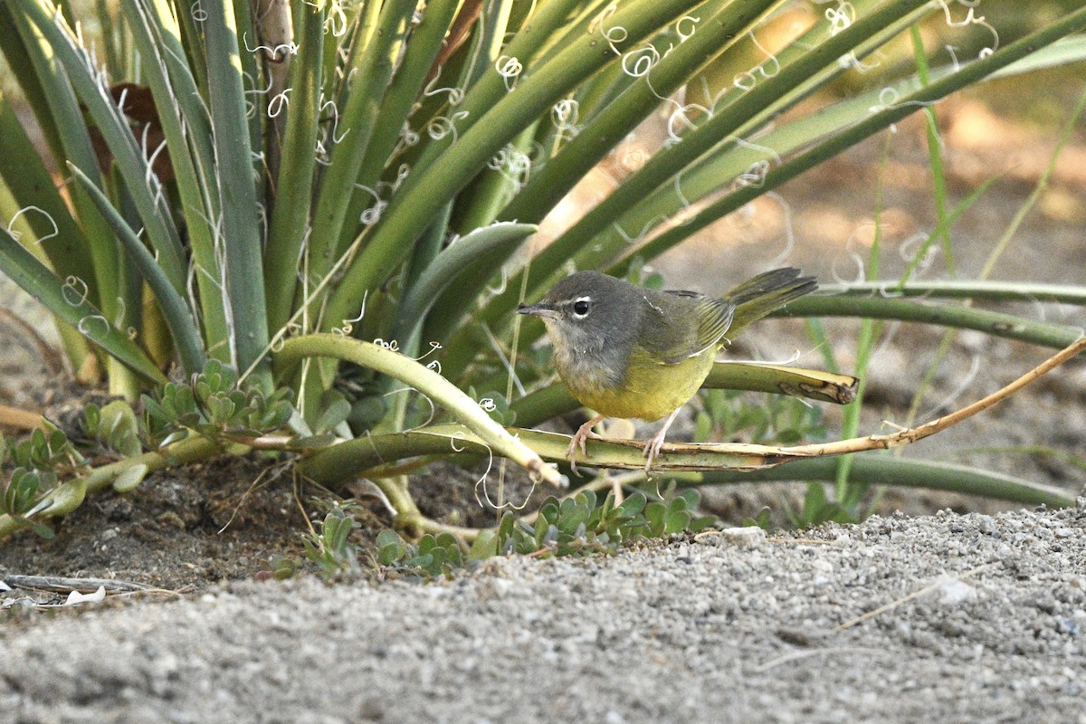 MacGillivray's Warbler - ML623864516