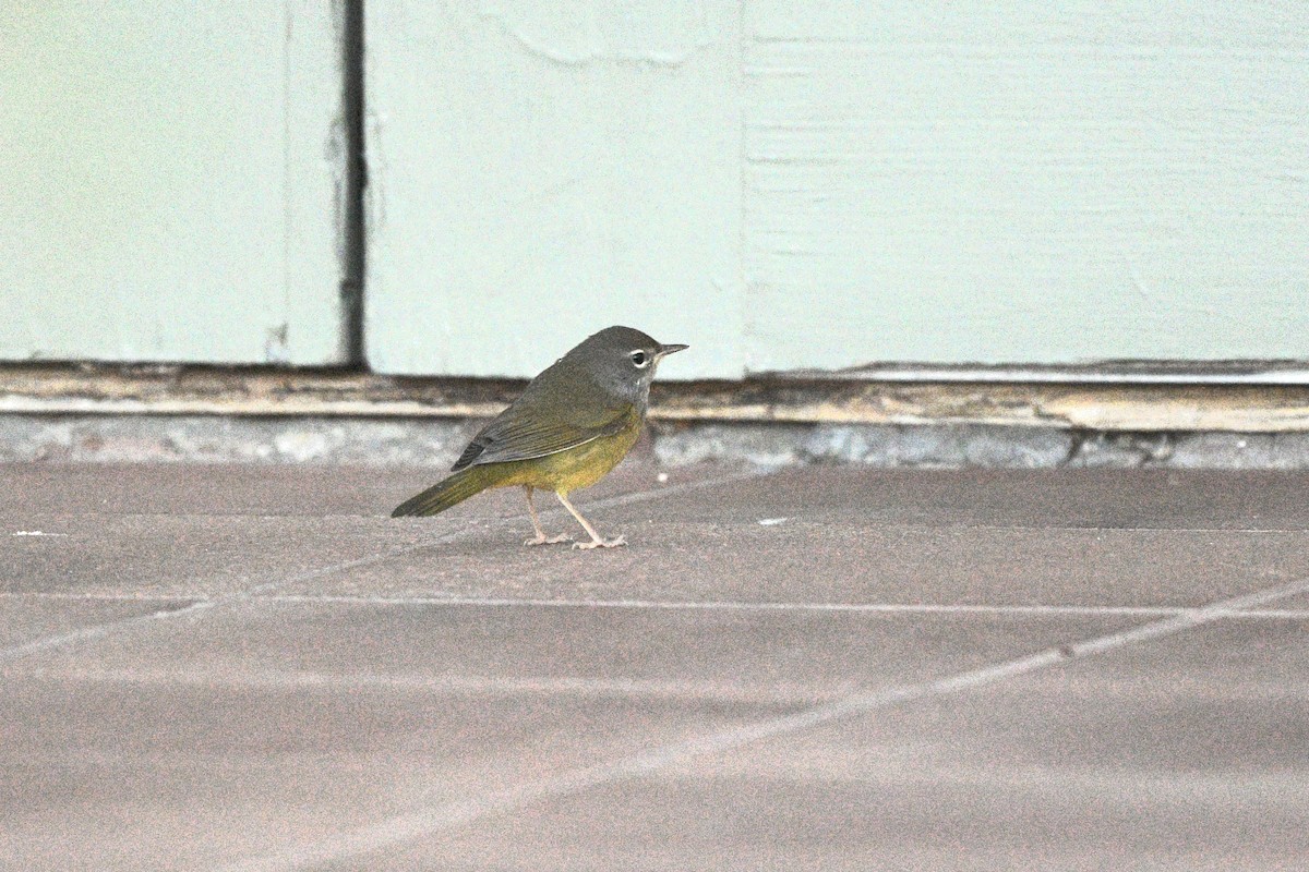 MacGillivray's Warbler - ML623864522