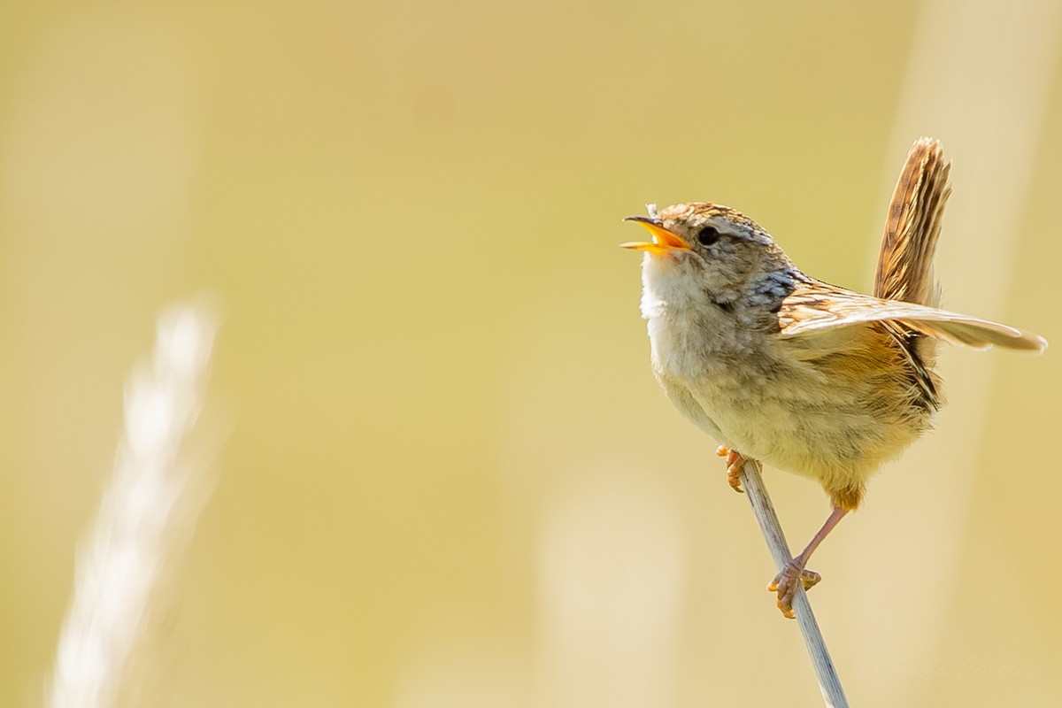 Grass Wren - ML623864555