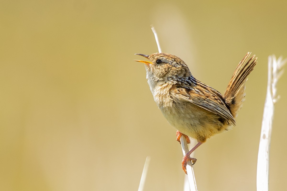 Grass Wren - ML623864556