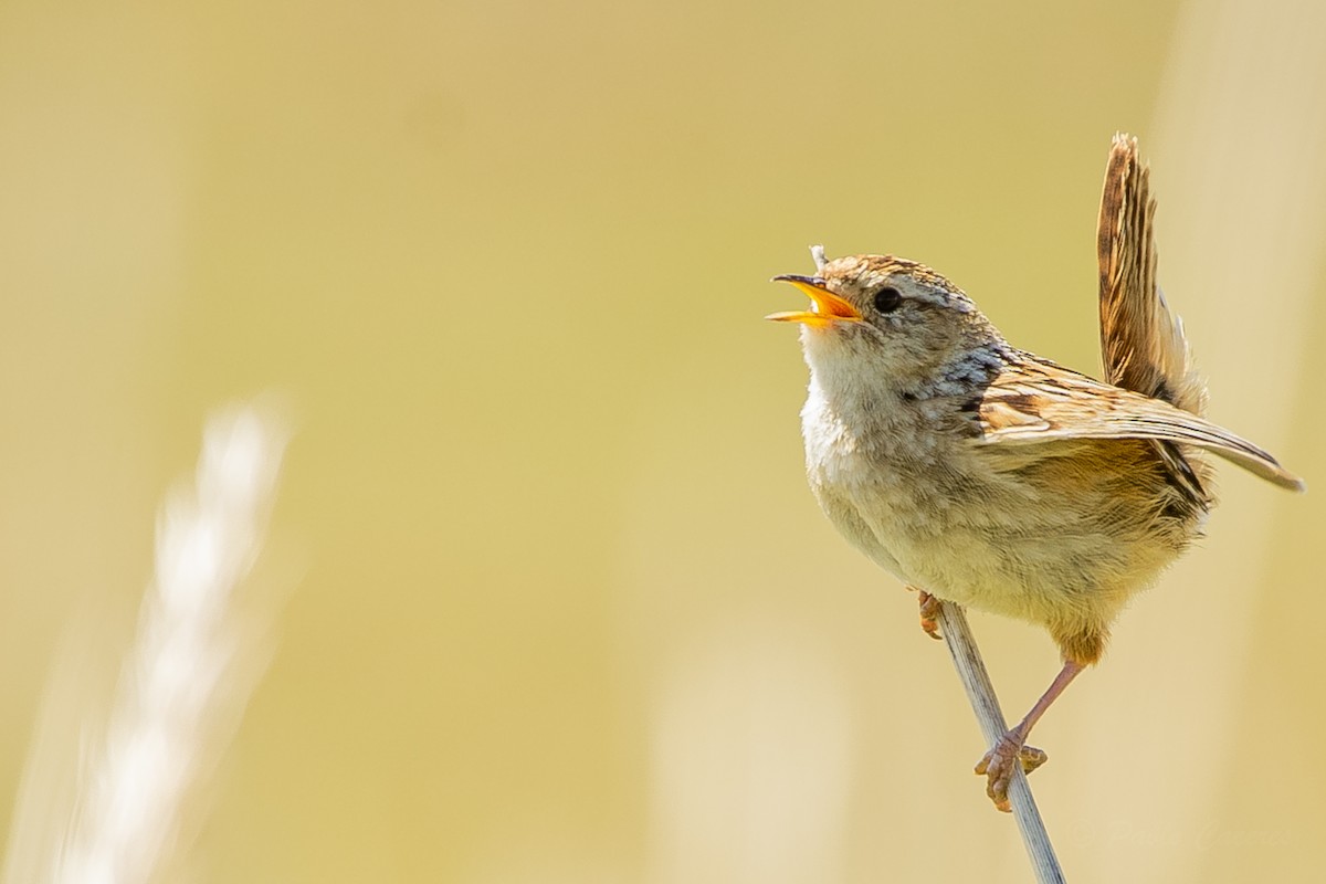 Grass Wren - ML623864557