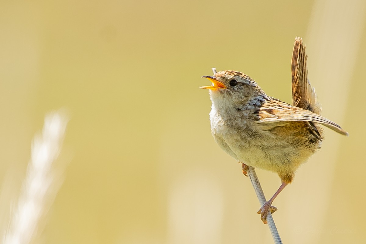 Grass Wren - ML623864558