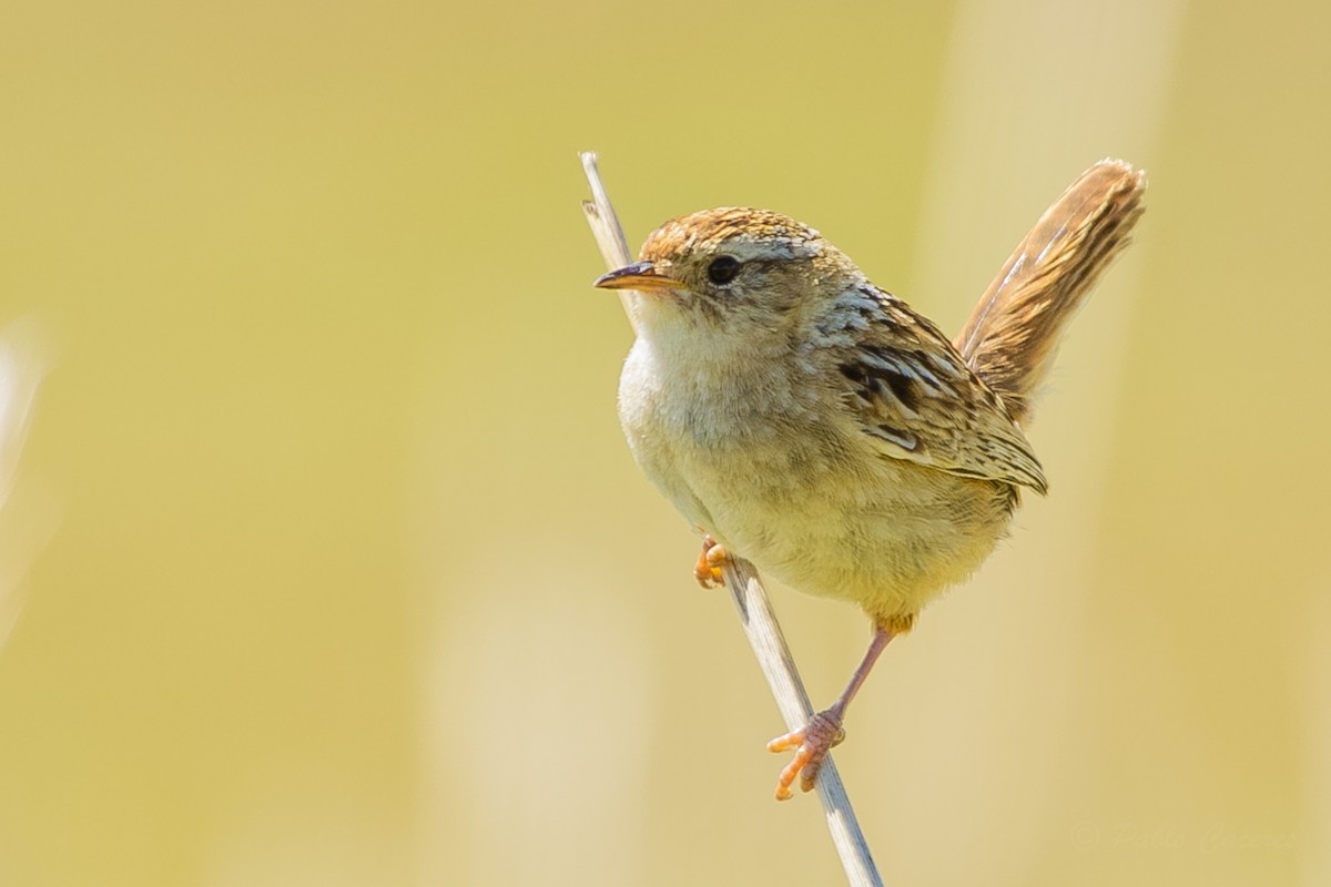 Grass Wren - ML623864559