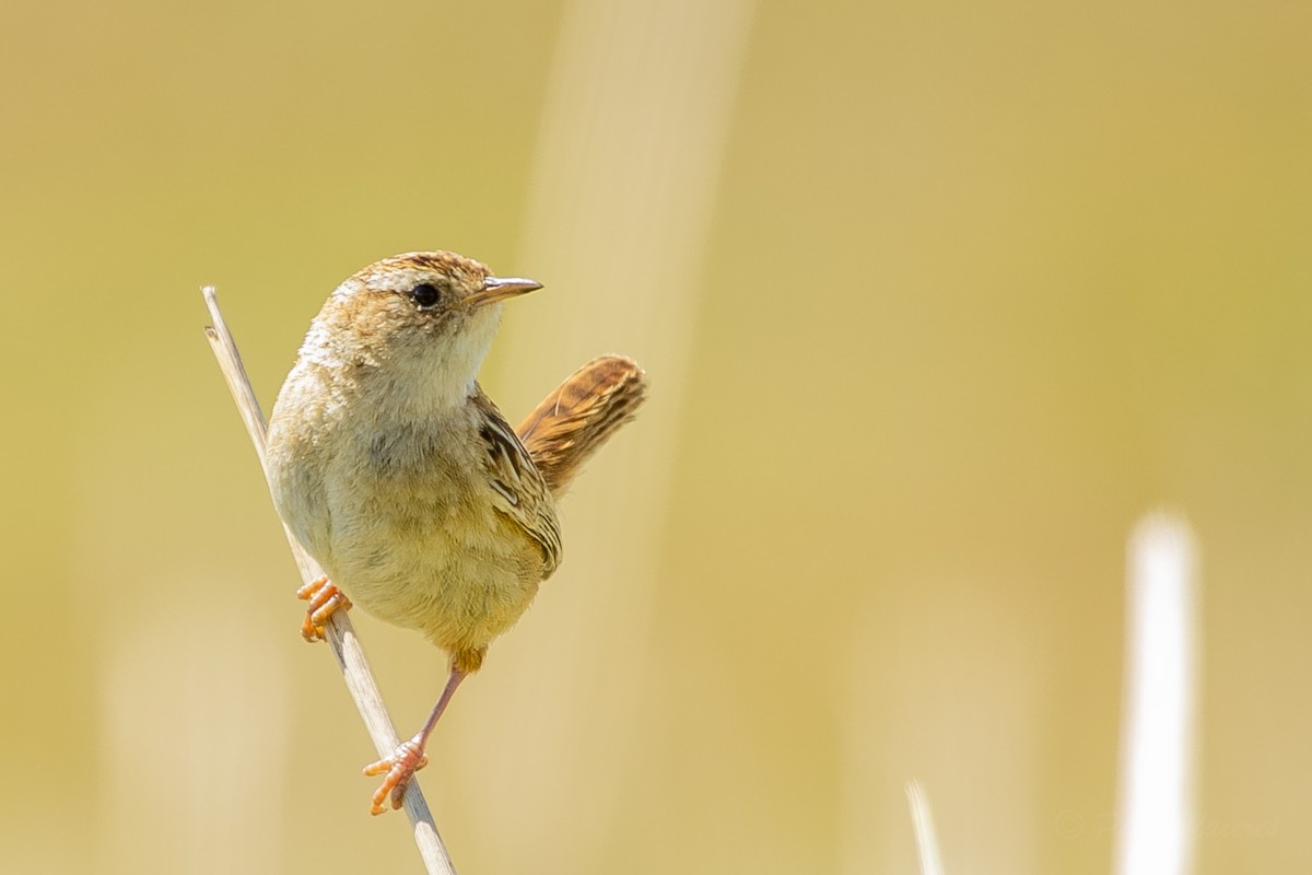 Grass Wren - ML623864560