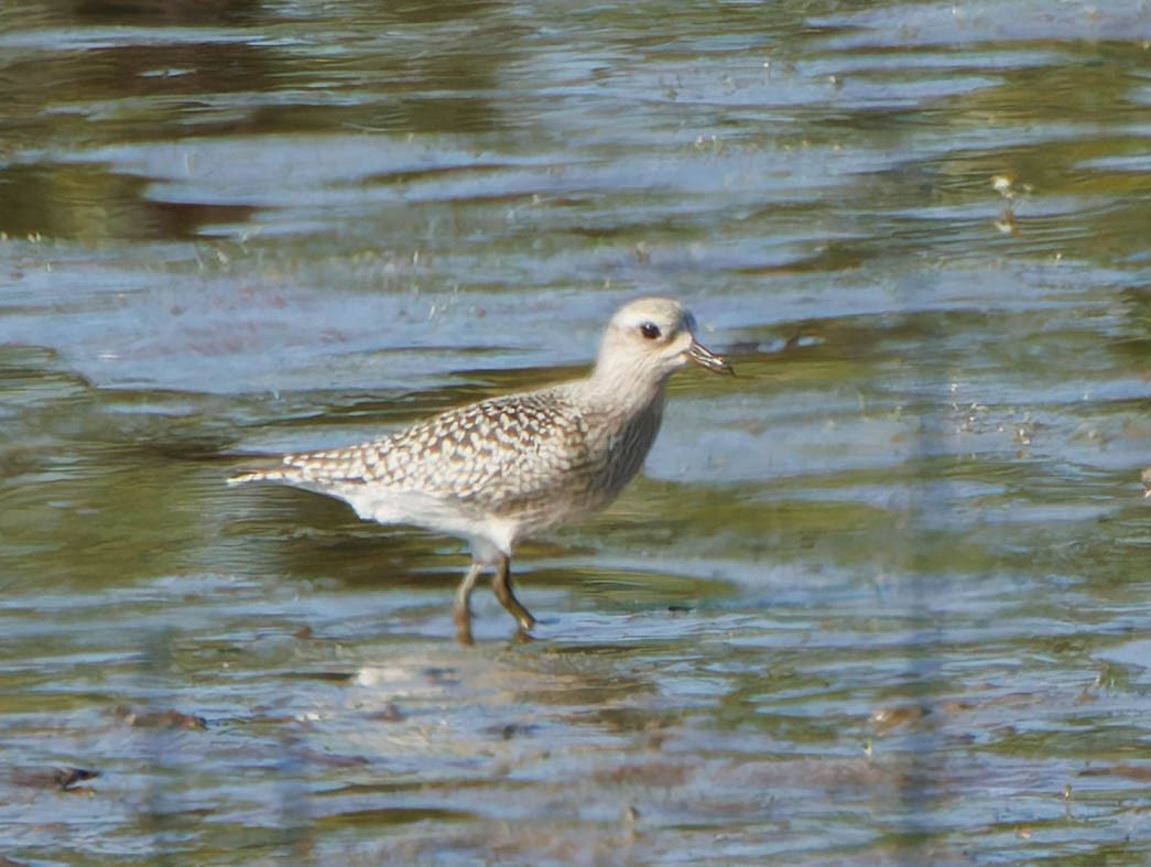 Black-bellied Plover - ML623864576