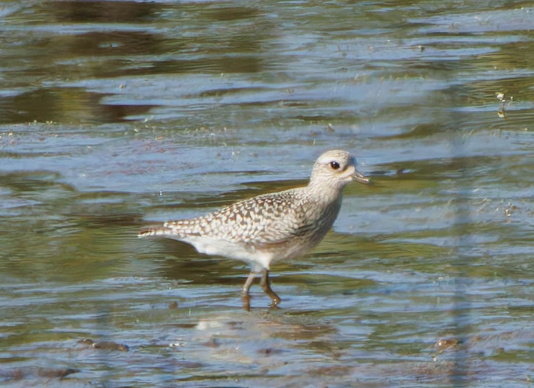 Black-bellied Plover - ML623864577