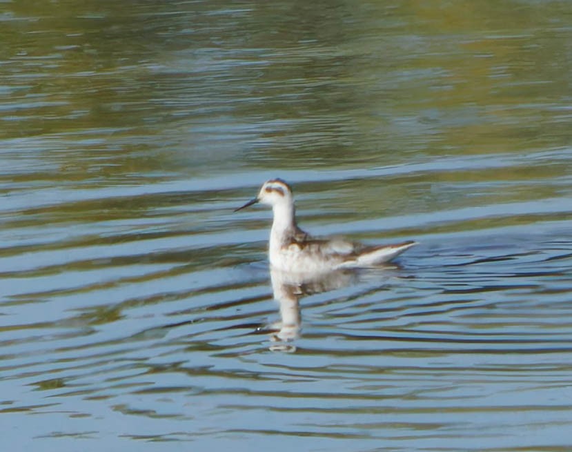 Red-necked Phalarope - ML623864582