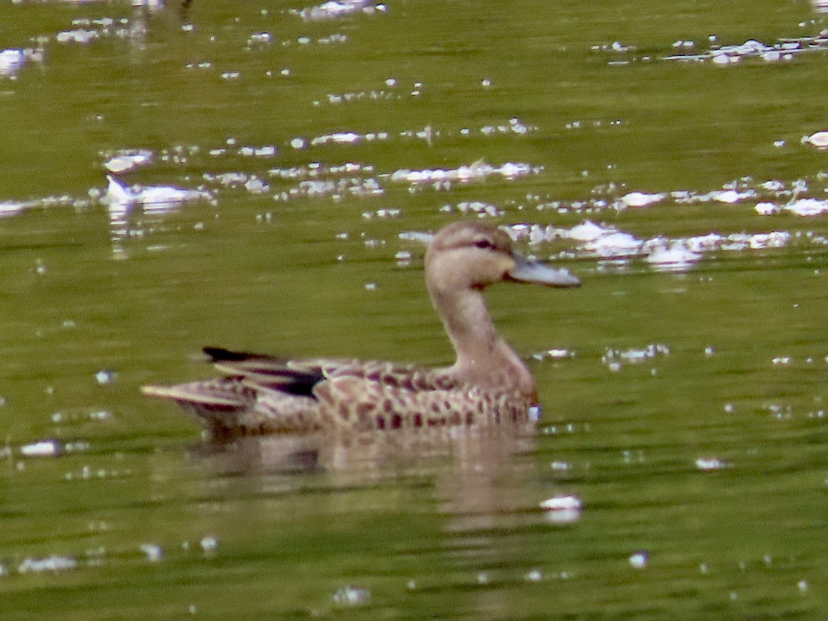 Blue-winged Teal - ML623864585