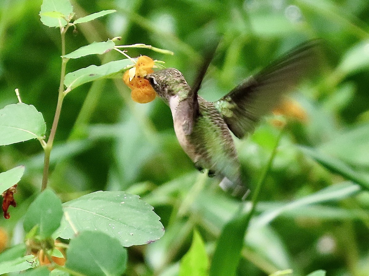 Ruby-throated Hummingbird - ML623864599