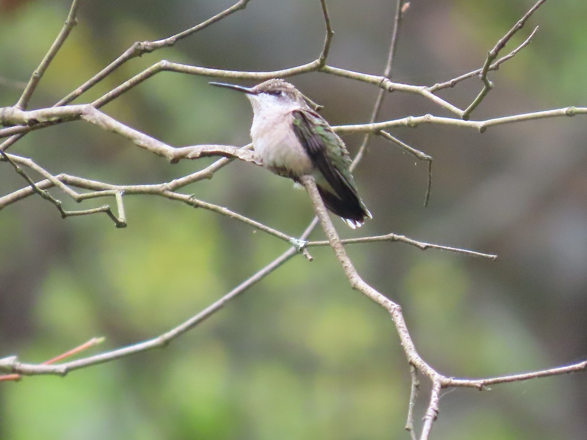 Ruby-throated Hummingbird - ML623864600