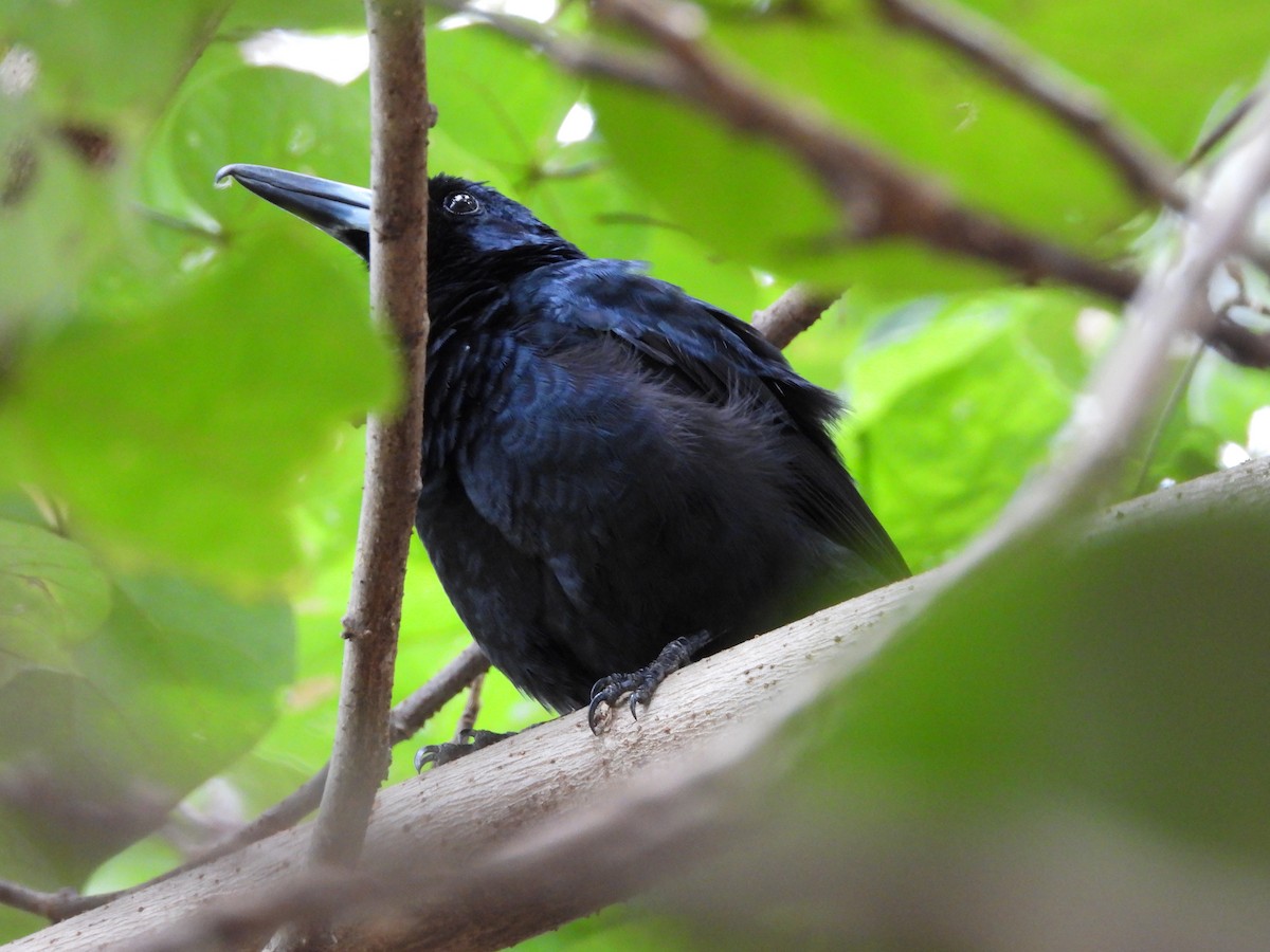 Black Butcherbird - ML623864604