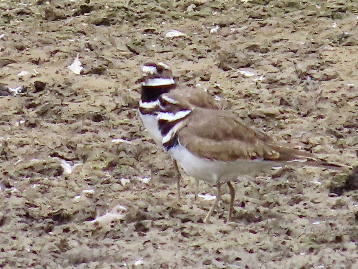 Killdeer - ML623864608