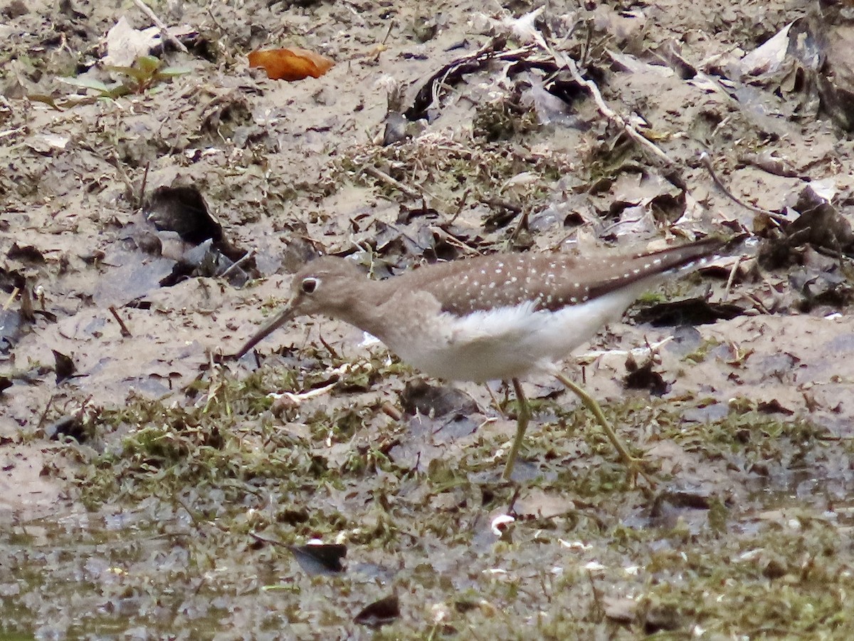 Solitary Sandpiper - ML623864610