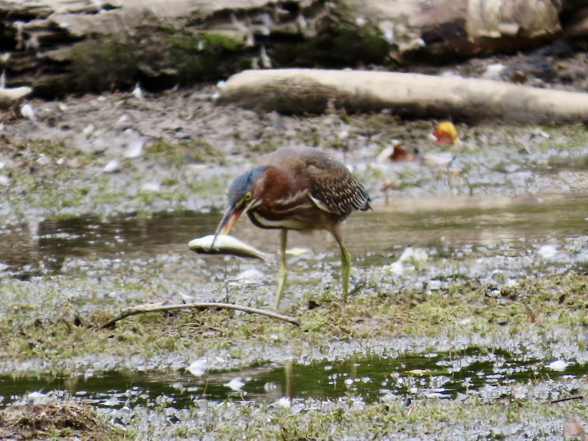 Green Heron - ML623864619