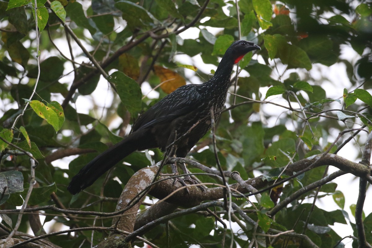 Dusky-legged Guan - ML623864637